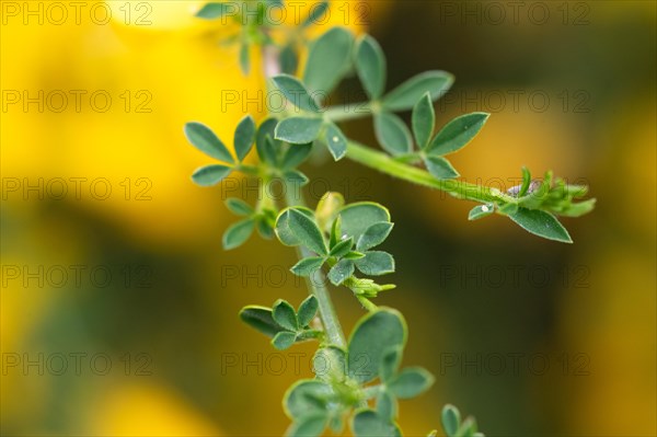 Common broom