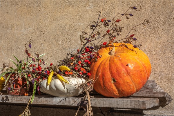 Peppers, Pumpkin, and patisson drying in the sun on an organic farm. Alsace, France, Europe