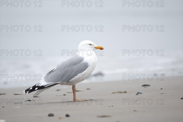 European herring gull