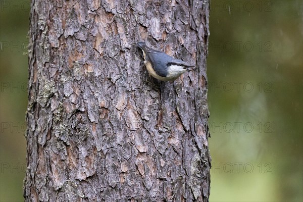 Northern eurasian nuthatch