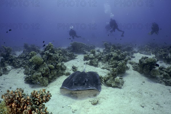 Blackspotted stingray