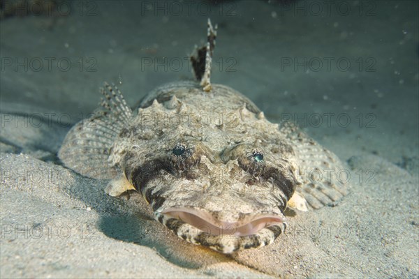 Portrait of tentacled flathead