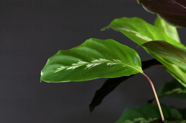 Close up of green leaf of tropical Calathea Louisae Maui Queen house plant with small white pattern on black background