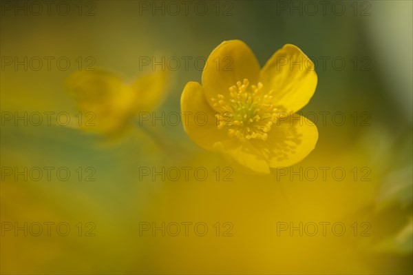 Marsh marigold