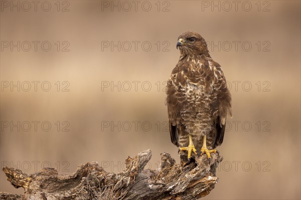 Steppe buzzard