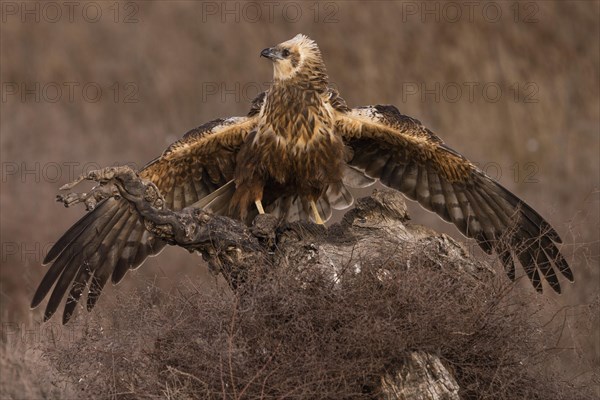 Western marsh-harrier