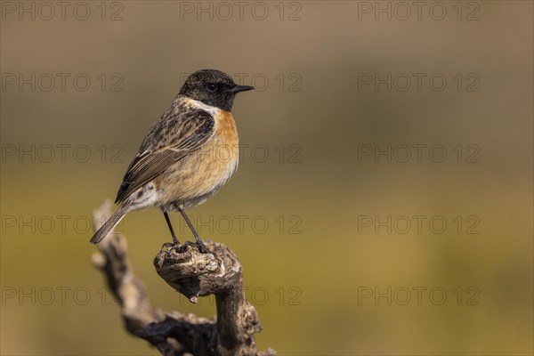 European stonechat