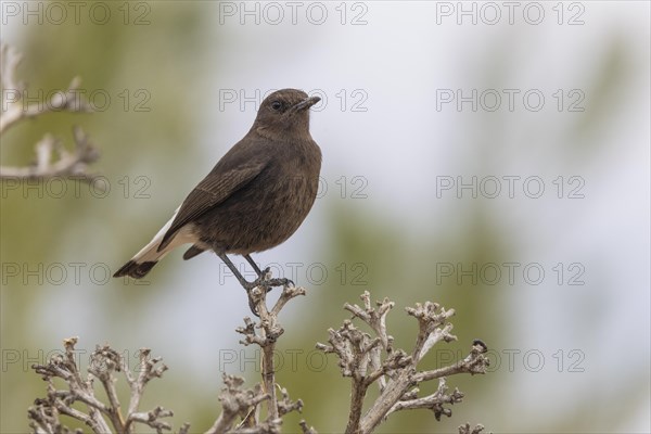 Black Wheatear