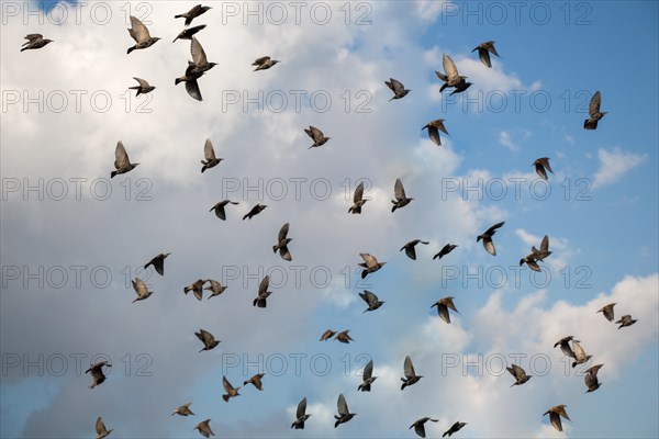 Flock of birds seen flying in the sky