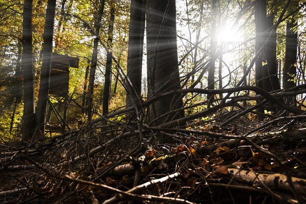 Autumn, raised hide, deciduous forests near Diez, Rhineland-Palatinate