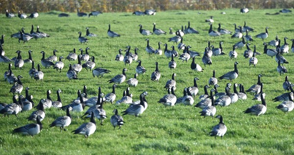 Canada geese