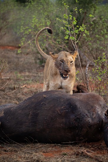 A lion eats a previously hunted water buffalo in the savannah. Beautiful detailed image of a female lion in Tsavo East National Park, Kenya, East Africa, Africa