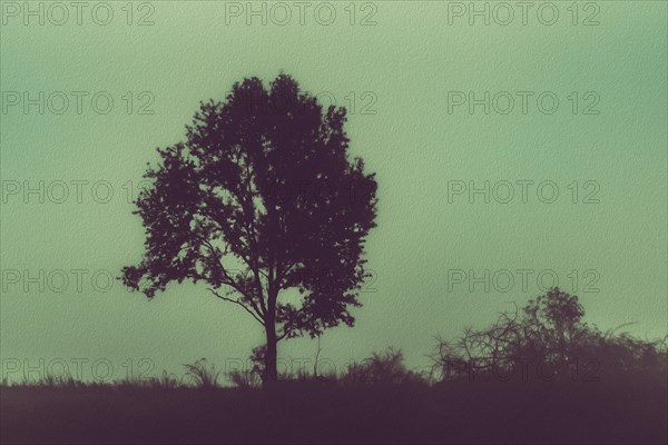 Concept of the poster with tree in the fog