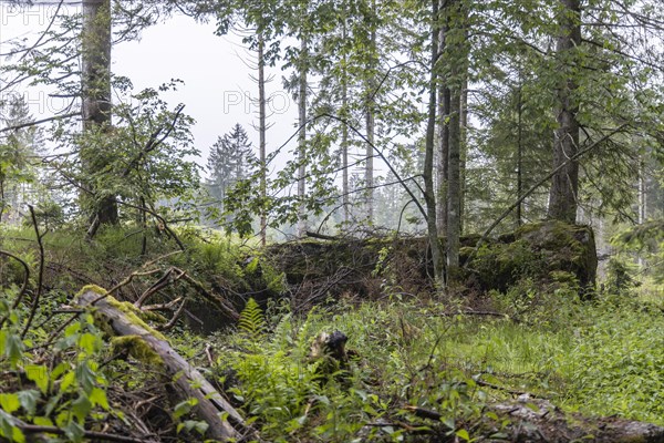 Remains of the ruins of Adolf Hitlers Tannenberg Fuehrer headquarters on Kniebis, the site was blown up after the war, Black Forest, Baiersbronn, Baden-Wuerttemberg, Germany, Europe