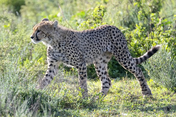 Cheetah