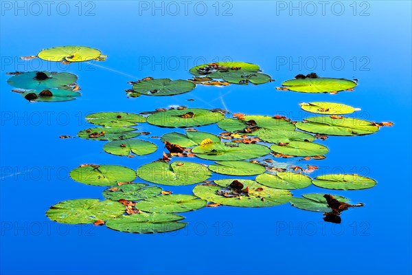 Water lilies