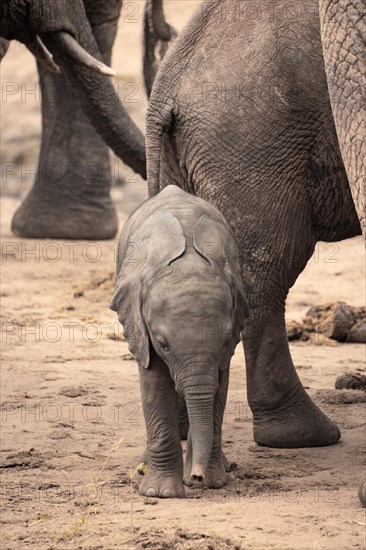 Herd of elephants with a baby elephant between its mothers legs. Cute shot of a calf in Tsavo National Park, Kenya, East Africa, Africa