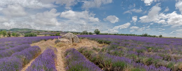 Borie in a lavender field in Provence. Vaucluse, Carpentras, Ventoux South, France, Europe
