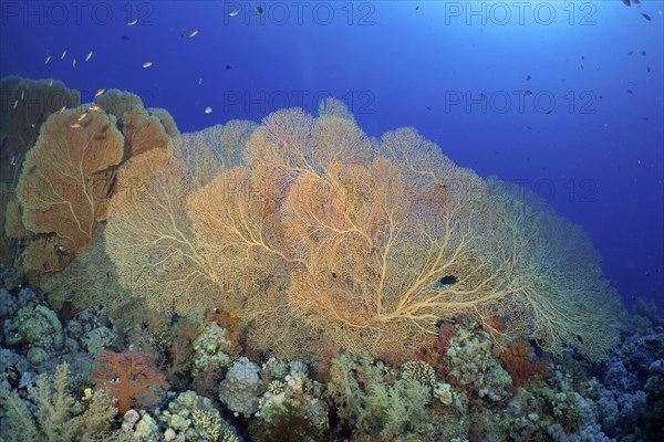 Giant sea fan