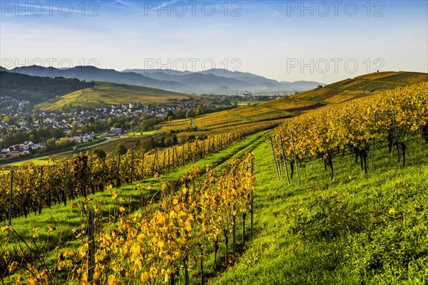 Village and autumn coloured vineyards, sunrise, Pfaffenweiler, near Freiburg im Breisgau, Markgraeflerland, Black Forest, Baden-Wuerttemberg, Germany, Europe