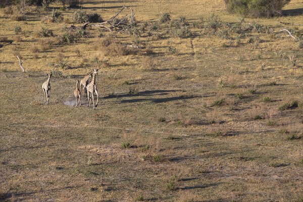 Giraffes