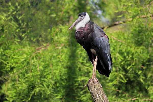 Asian Woolly-necked Stork