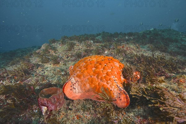 Spiked spiny cushion star