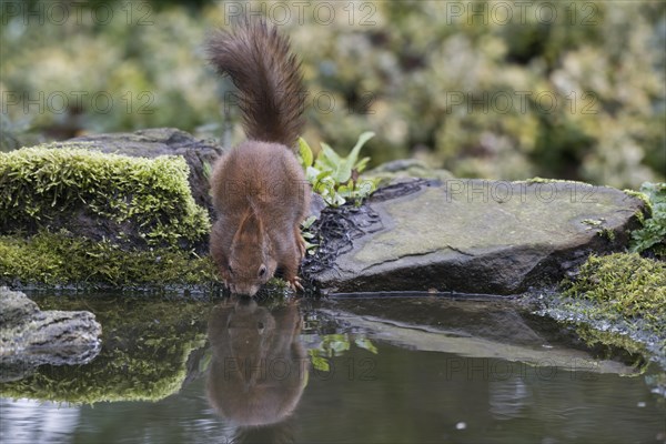 Eurasian red squirrel