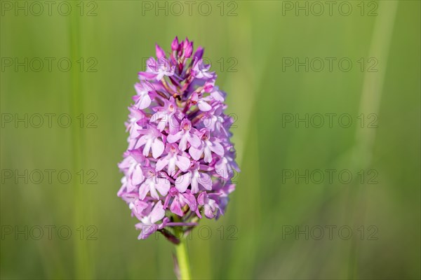 Pyramidal orchid in a meadow in spring. Alsace, France, Europe