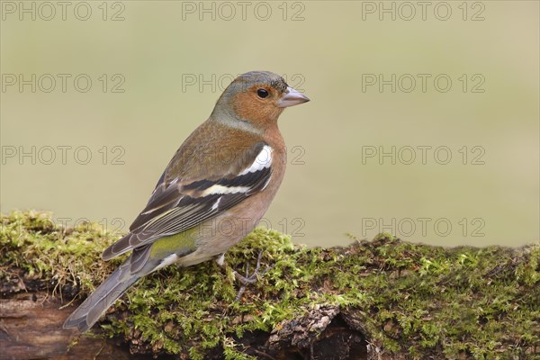 Common chaffinch