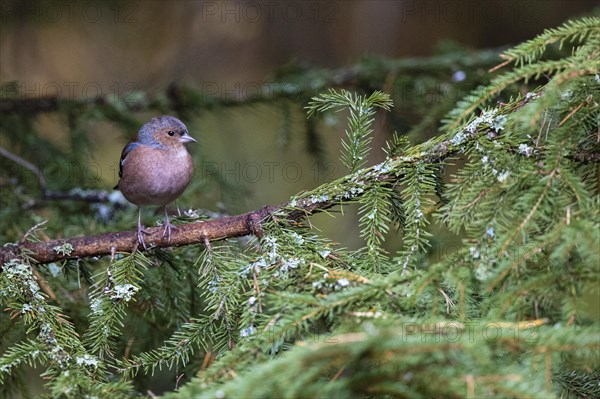 Common chaffinch