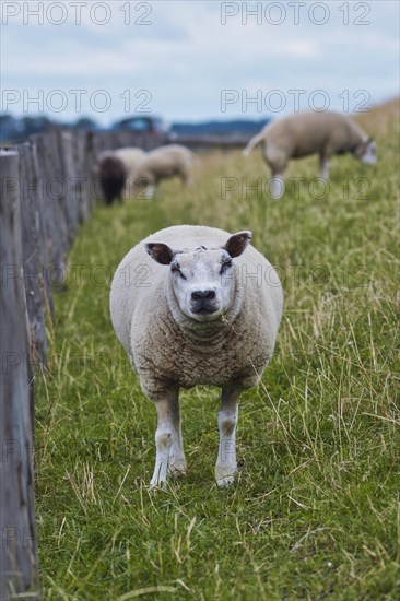 Portrait of a Texel sheeps looking straight at camera, a heavily muscled breed of domestic sheep from the Texel island in the Netherlands living on dyke meadow