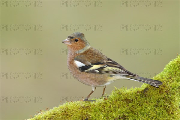 Common chaffinch