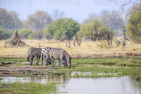 Burchells Zebra