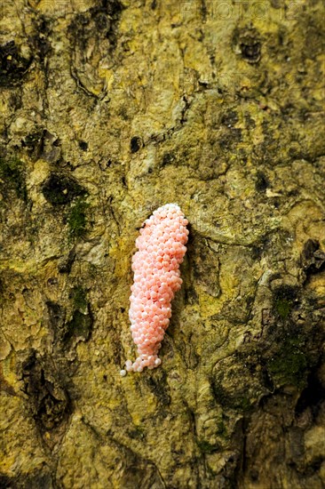 Egg clusters of the water snail