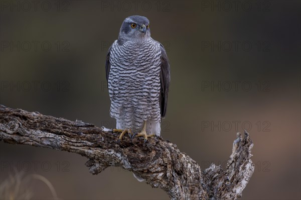 Northern goshawk