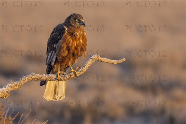 Western marsh-harrier