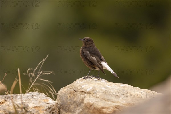 Black Wheatear