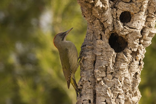 Iberian Green Woodpecker