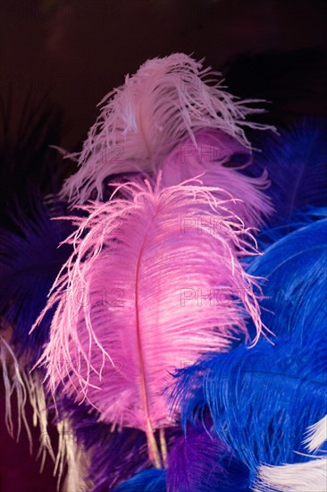 Beautiful bird feathers for decorative purposes