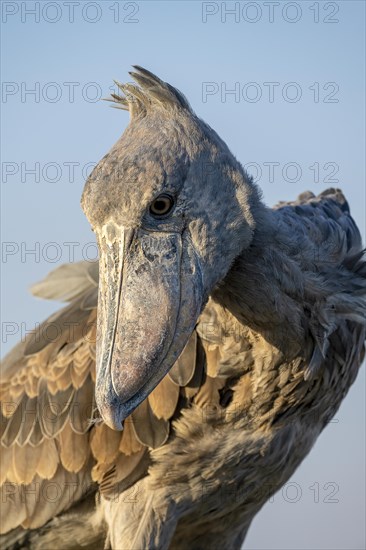 Shoebill