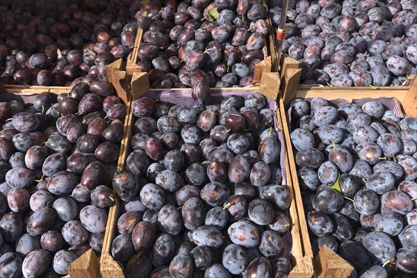 Fresh plums at the weekly market market, Lueneburg, Lower Saxony, Germany, Europe