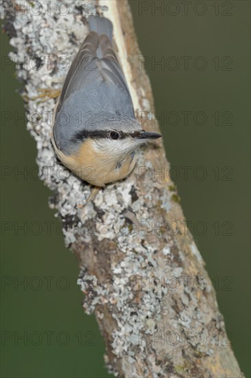 Eurasian nuthatch