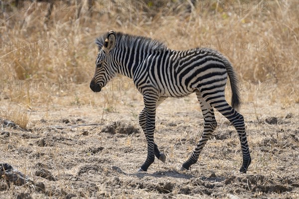 Plains Zebra of the subspecies crawshay's zebra