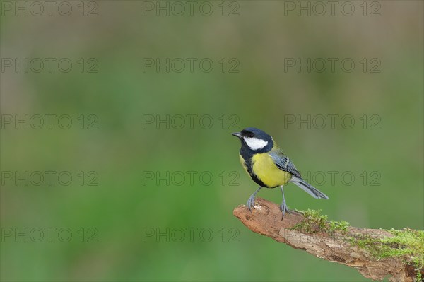 Great tit