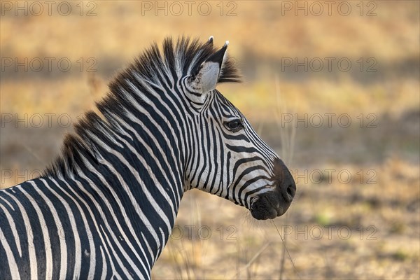 Plains Zebra of the subspecies crawshay's zebra