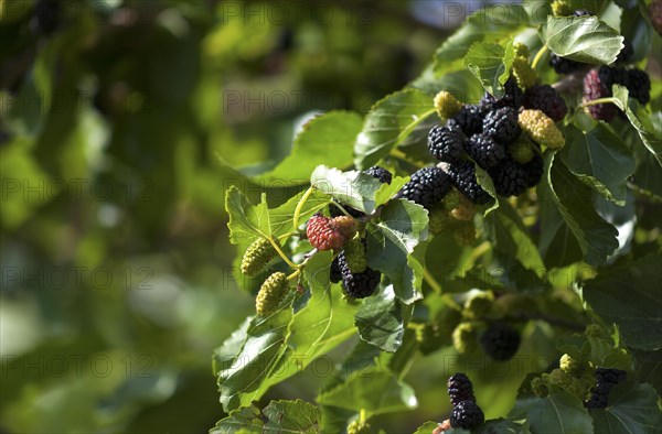 Black mulberry