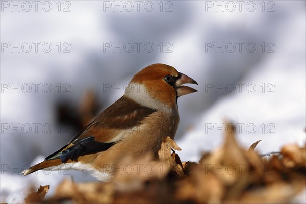 Hawfinch