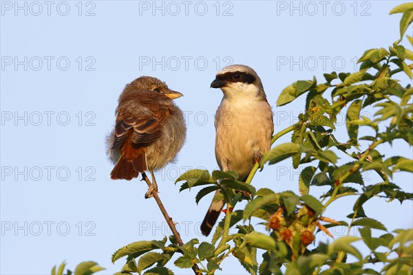 Red-backed Shrike