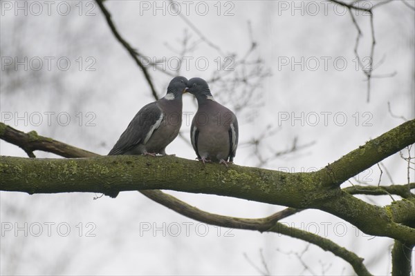 Common wood pigeons